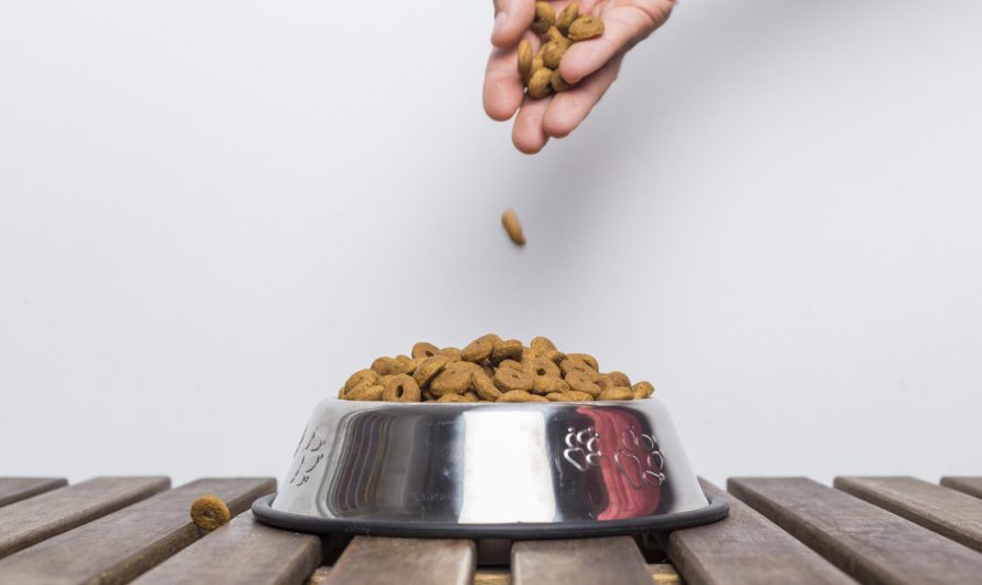 Croquettes vétérinaires pour chien : comment les intégrer à son alimentation ?