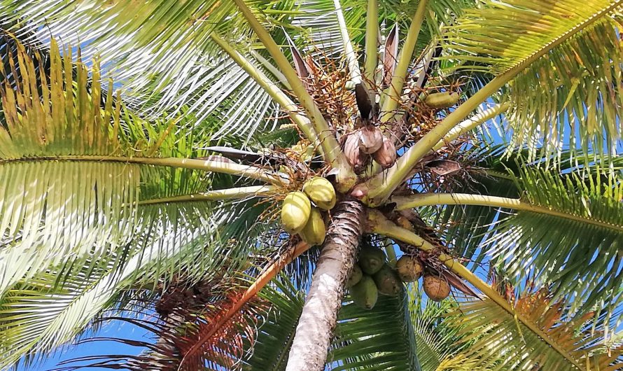 Quelle est la meilleure période pour partir en guadeloupe ?
